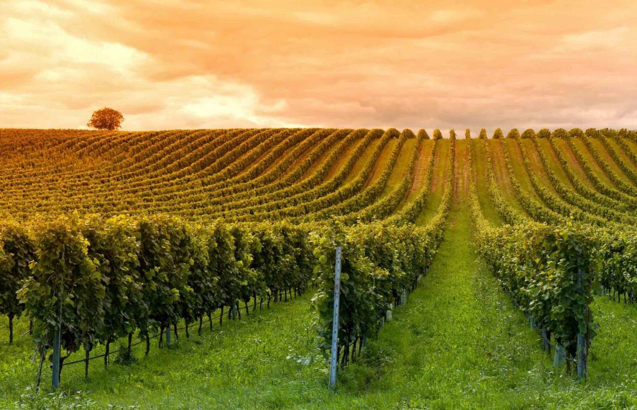 Domaine Jean-Got, Proche De Saint Emilion Βίλα Lugaignac Εξωτερικό φωτογραφία
